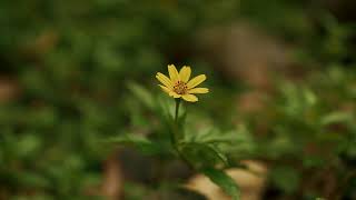 BUNGA KUNING Full HD (No copyright) Beground video puisi dll