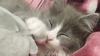 Kitten hugs his doll to sleep