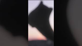 Celebrity Dr Martens boots that won't hurt your feet #shorts Profile