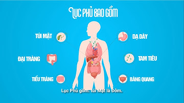 Khám phá bí ẩn về Lục phủ ngũ tạng trong Đông Y - Thảo Linh Sinh Trường Thọ