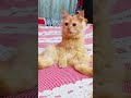 oleeee baba ree💗😳🥹#bangladesh #cat #foryou #petlover #reels