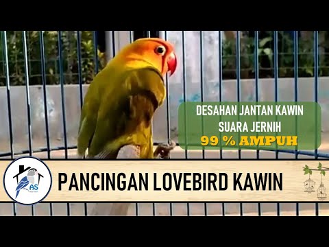 SUARA PANCINGAN KAWIN LOVEBIRD (DESAHAN SUARA JANTAN) 1.0