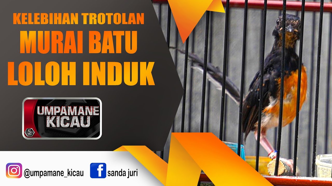 Преимущества кормления материнского дрозда родительским детёнышем