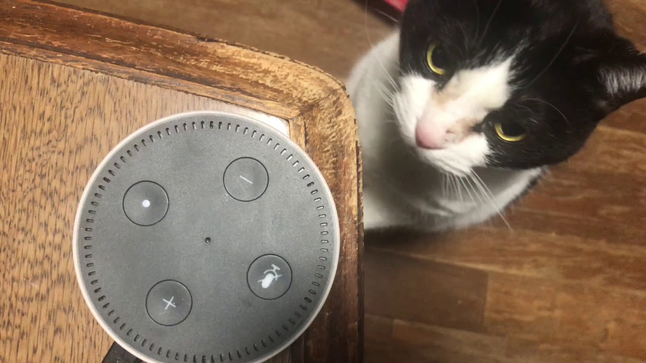 Alexa vs. Cat - YouTube