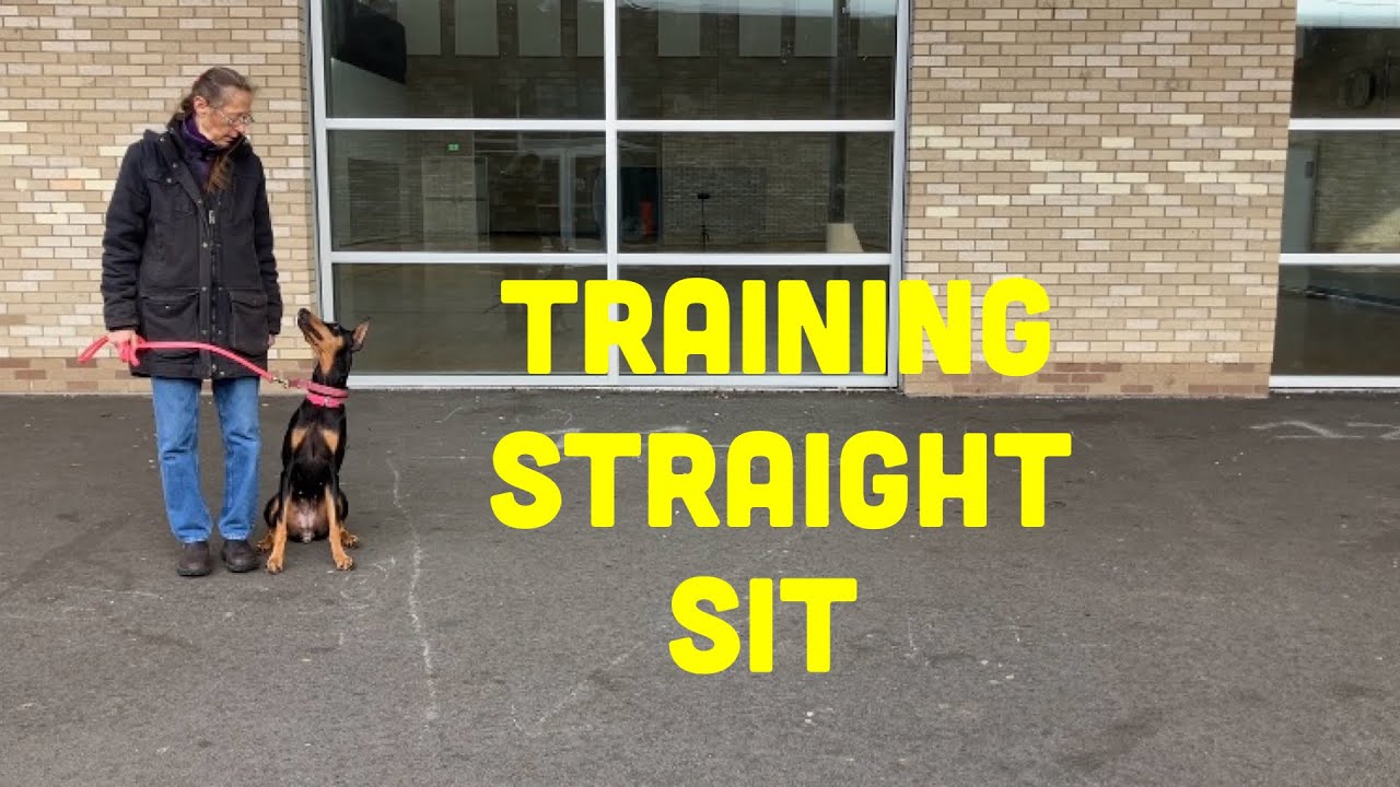 Три лучших способа научить собаку сидеть прямо во время ходьбы рядом.