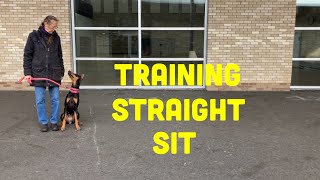 Top 3 Ways to Train Your Dog to Sit Straight When Heeling