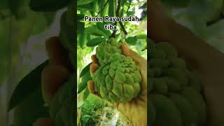 Setiap bulan Maret panen raya buah srikaya‼️😍