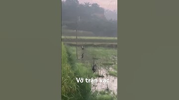 NvT_ Đánh vạc bằng lưới vỡ trận vạc