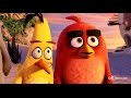 Angry Birds у кіно (Angry Birds) 2016.  Офіційний український трейлер [1080р]