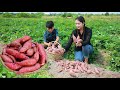 Harvest Sweet Potatoes in my Homeland! Curry Potatoes with chicken / Sweetest Potatoes cooking
