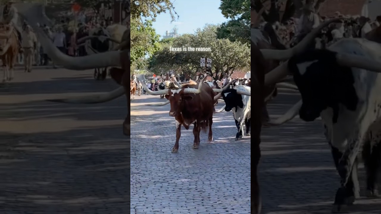 The Daily Cattle Drive at the Fort Worth Stockyards! 🐂🤠 A True Texas Tradition! 