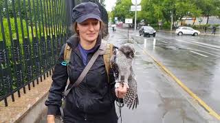 Сова гуляет под дождём и смотрит на рыб Сова гуляет под дождём и смотрит на рыб