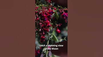 Imaging the Moon With Binoculars and a Smartphone. #shorts