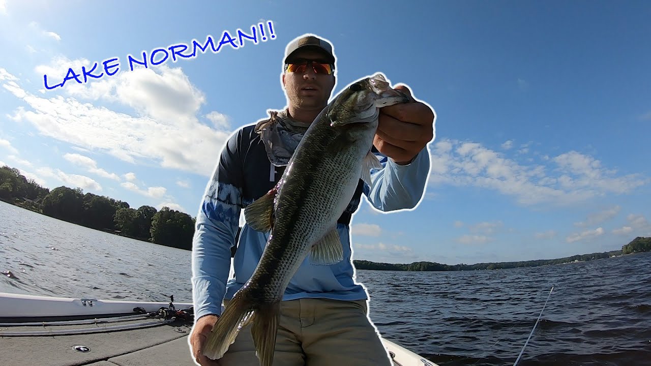 summer-bass-fishing-lake-norman-youtube