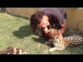 Ocelotes Dam Y Magali. Fauna y Acción