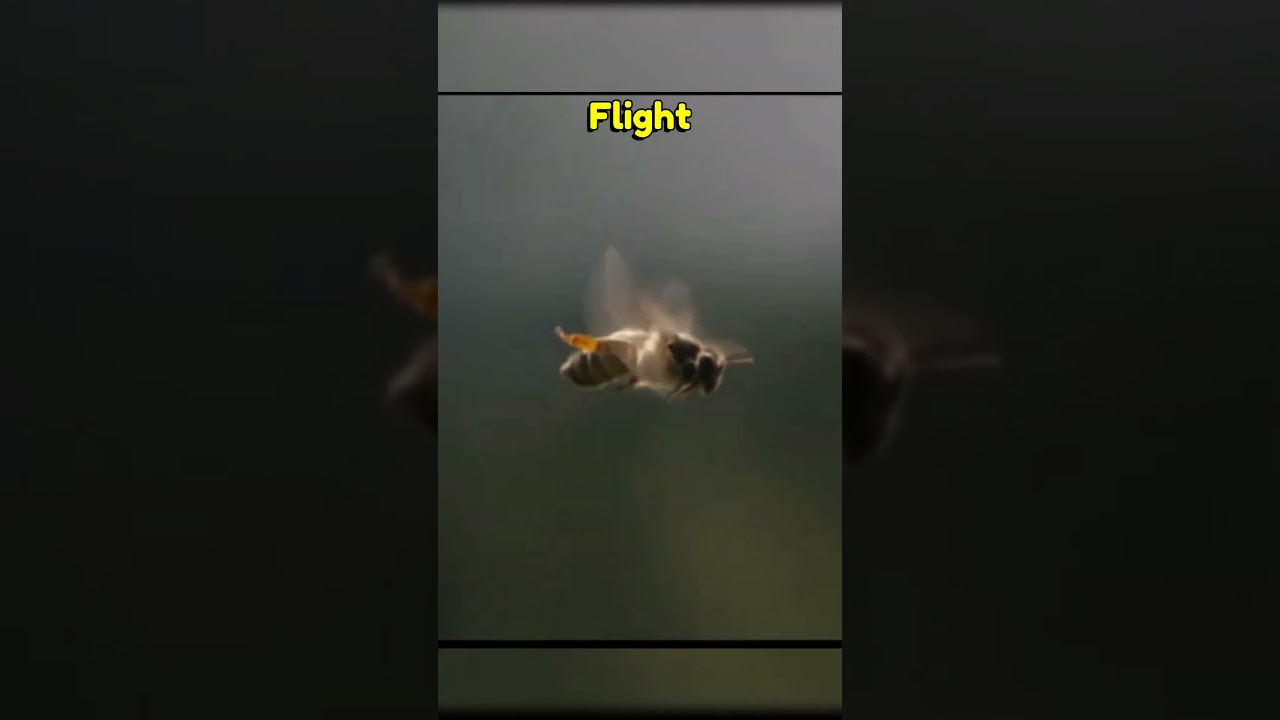 Why Drone Bees die After Mating 🤔🤯