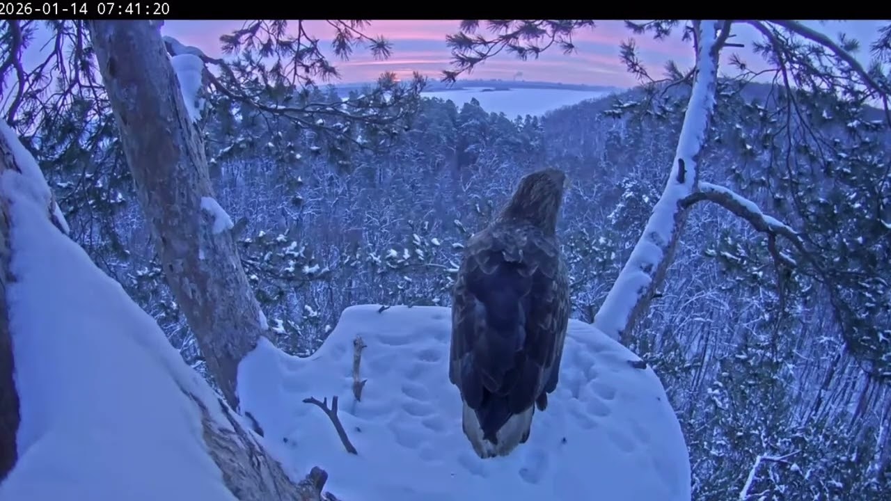 14.01.2026. Орлан посетил гнездо сегодняшним утром🦅❤️‍🔥