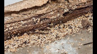 Helpful Signs To Identify Termites In Your Home