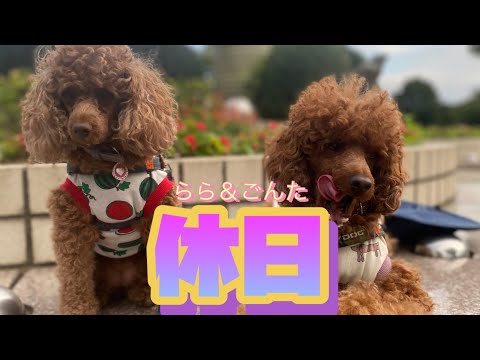 らら＆ごんた休日