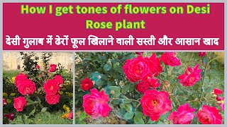 How I get tons of flowers on desi rose plant॥देसी गुलाब में साल भर फूल खिलाने वाली सस्ती और आसान खाद