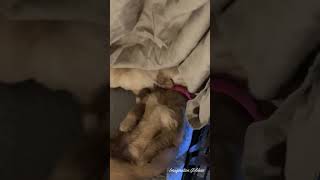 There's Always One Puppy That Has To Be Different! by Imagination Goldens 144 views 1 month ago 1 minute, 6 seconds