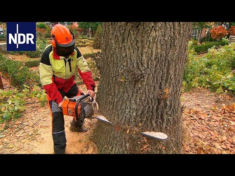 XXL Eiche fällen mit 50cm Schwert, 1,3m BHD, dicker Baum, Starkholz