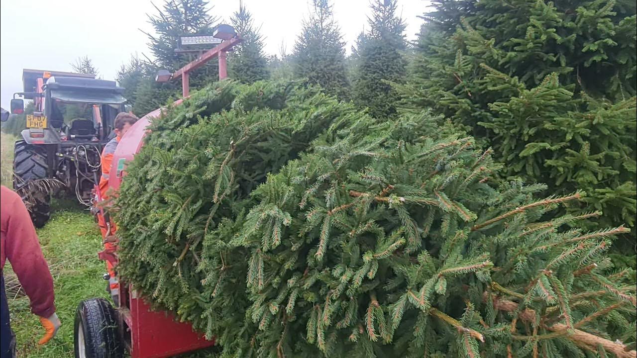 Hovei Christmas tree baler YouTube
