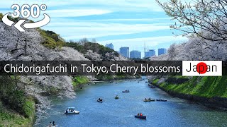 【Japan-360° video】Yasukuni shrine, Chidorigafuchi  Cherry blossoms viewing 桜(Sakura) 【5K VR】