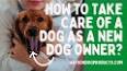 Pet Ownership: A Comprehensive Guide to Choosing the Right Companion ile ilgili video