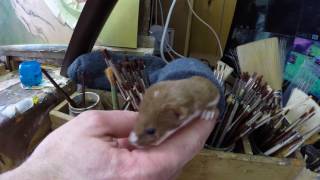 Fidget the Weasel in My Studio | Discover Wildlife | Robert E Fuller