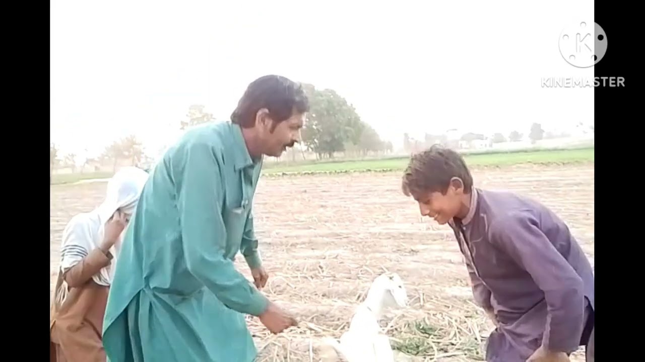 #ملک یاسین دی بکری چوری ہونے کا واقعہ#ویڈیو وائرل# یوٹیوب پر  #