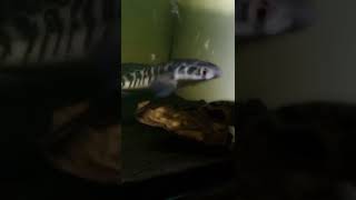 Dj El Perdon X Melody chanaindonesia chana channaauranti cana chanastewarti channamaru channa