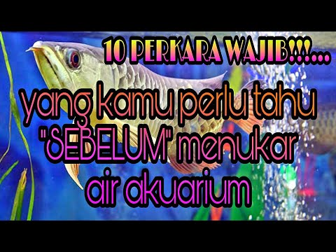 Video: Cara Menukar Air Di Akuarium Penyu