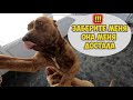 Новые игрушки ! Луна перевернула мусорку ! Снова снег ! Веселая жизнь с питбулями драгон лайф.