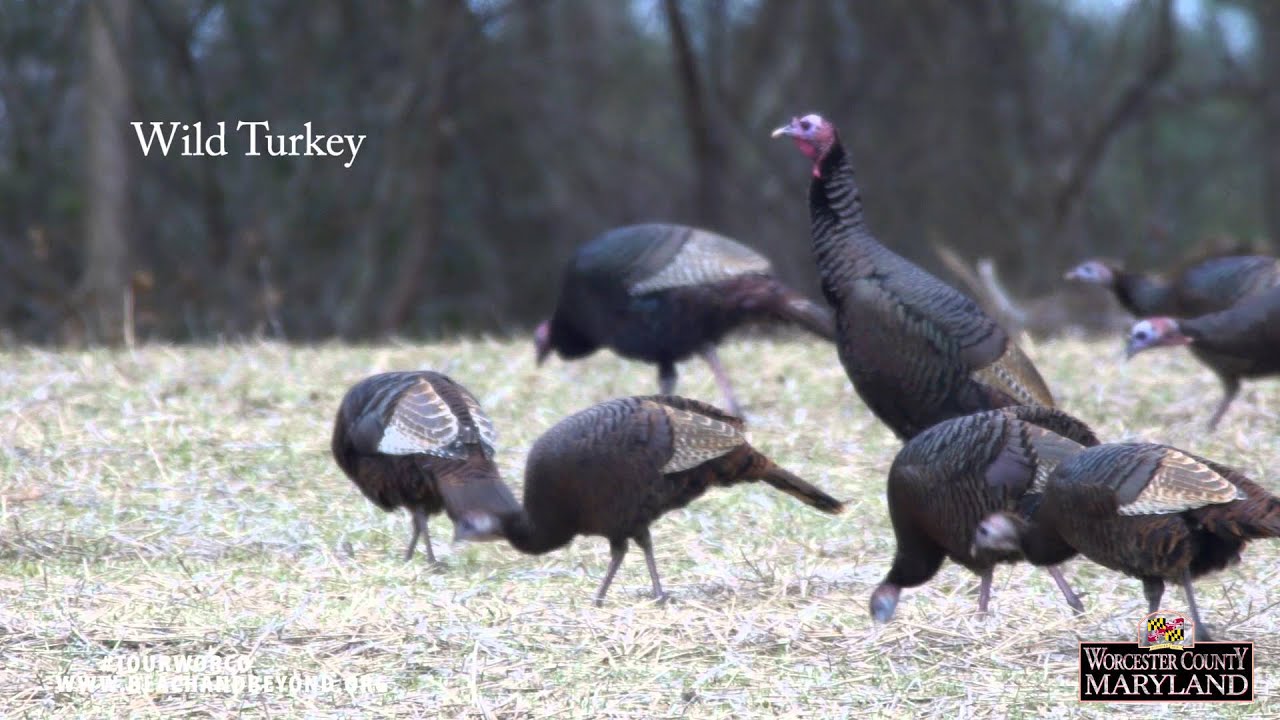 Delmarva Birding Weekend