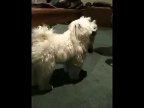 maltese spitz