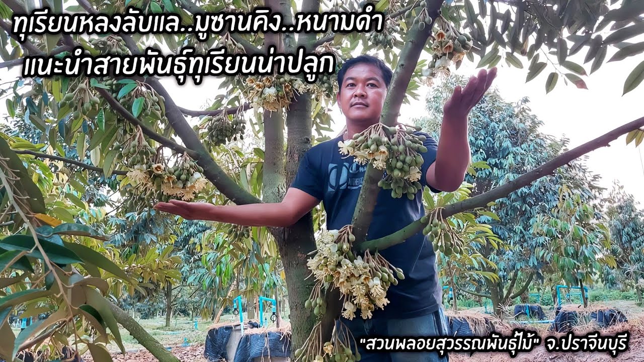 ทุเรียนหลงลับแล..มูซานคิง..หนามดำ แนะนำสายพันธุ์ทุเรียนน่าปลูก 