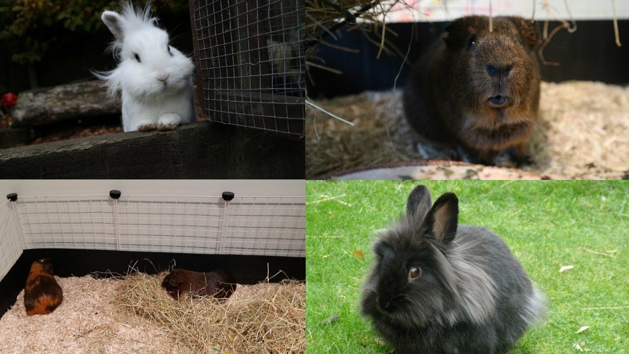 petco hours Bonding Guinea Pigs & Outdoor Bunny Playtime
