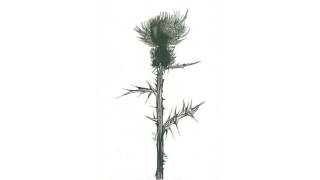 Useless Wing - thistle