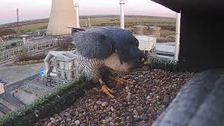 The Story So Far: A Courting Peregrine Pair | Discover Wildlife | Robert E Fuller