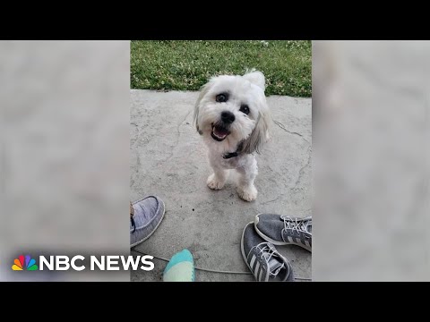 Residents outraged after police officer shoots, kills small dog