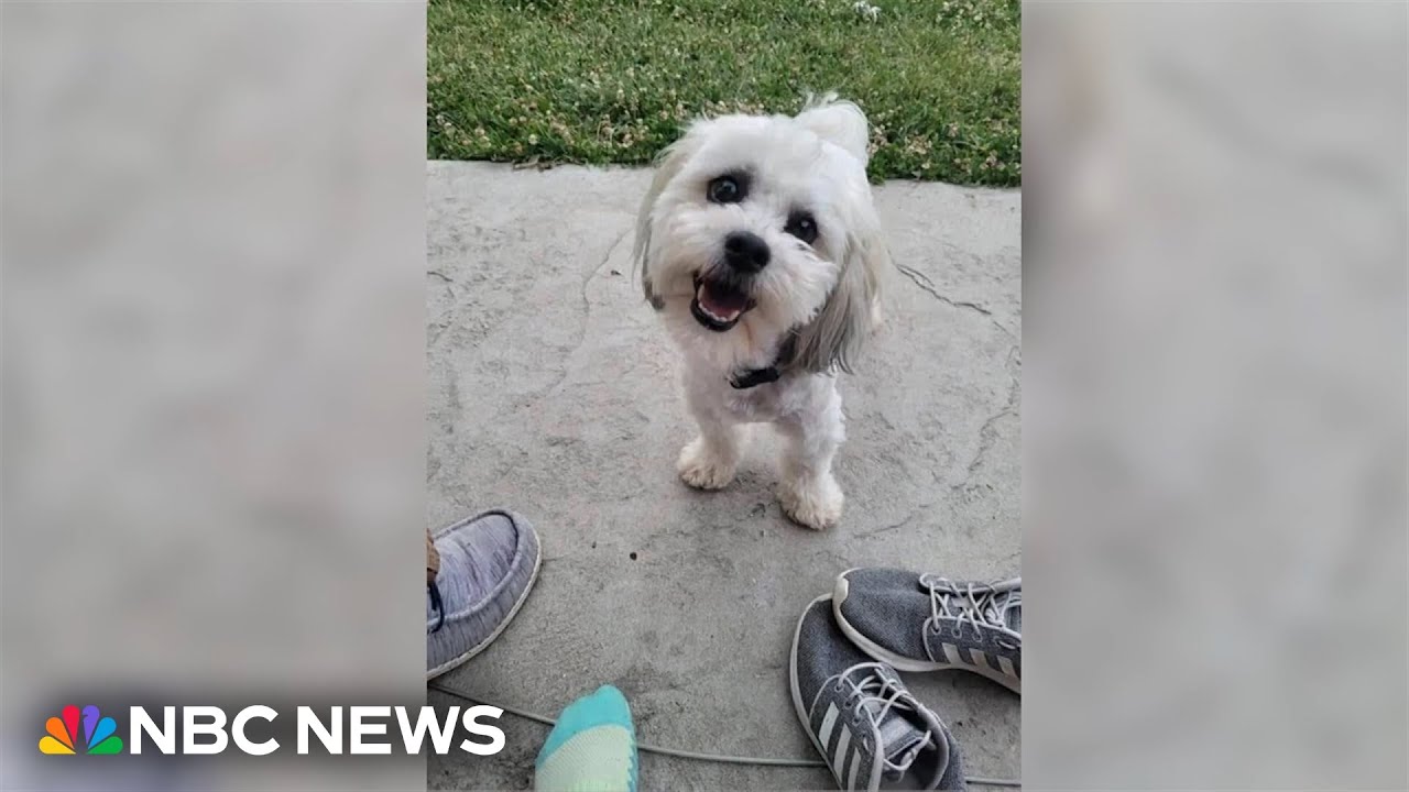 Residents outraged after police officer shoots, kills small dog Residents outraged after police officer shoots, kills small dog