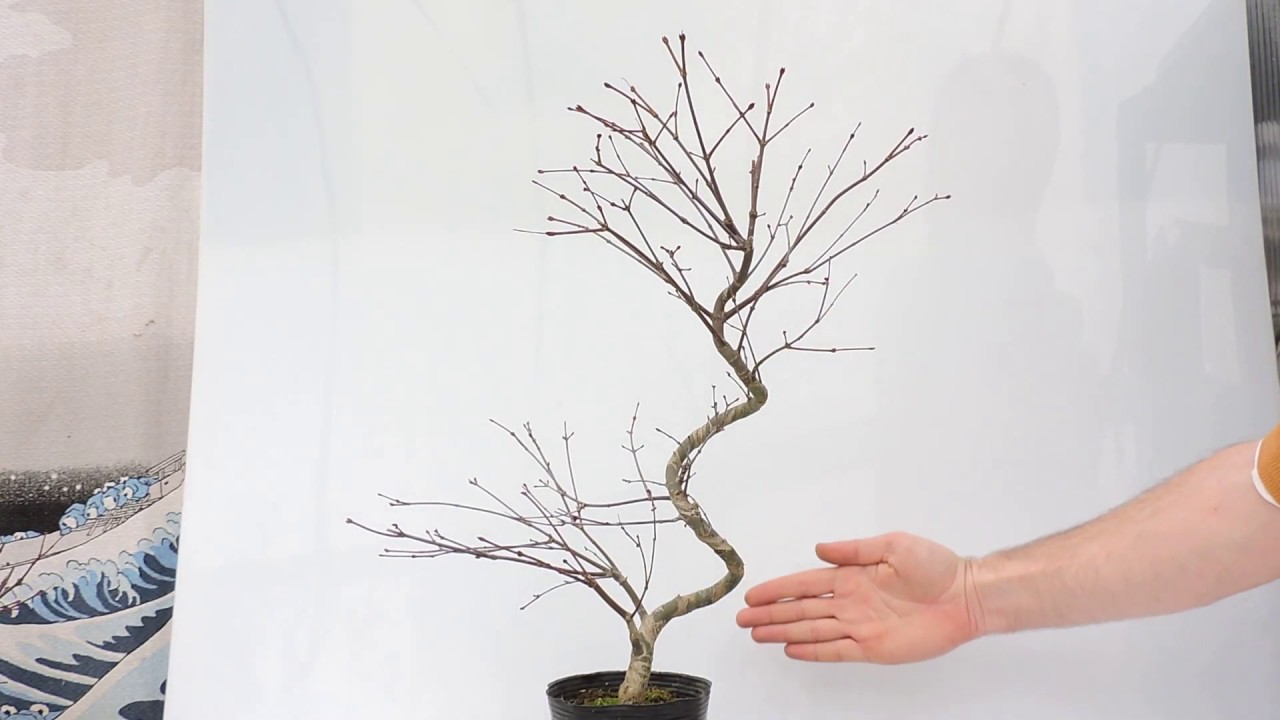 Vídeo 360º Bonsái Acer Palmatum Deshojo. Arce Japonés Deshojo ACP97de