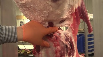 Ba Hunting Processing Your Deer Step 2 Tenderloin and backstraps