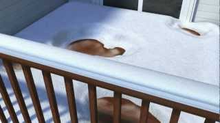 Deck Maintenance Tips - How Not To Remove Snow From Your Deck