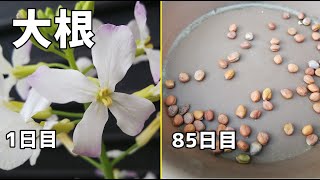 受粉率が低い！？大根の種の取り方 /  To collect radish seeds !!