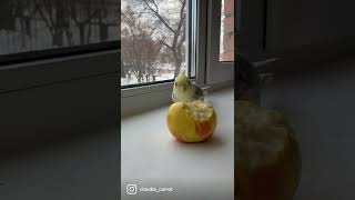 Попугай Нашёл Яблоко 🍎