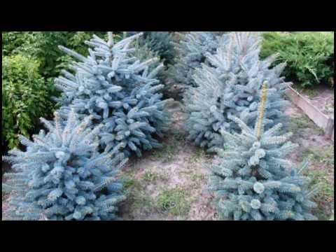 Video: Thuja 