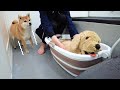 丸洗いされるぬいぐるみを見て次は自分だと察した柴犬がこちらです
