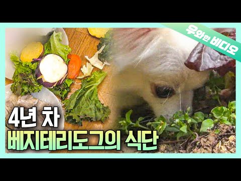 오로지 채소만 먹는 세계최초 베지테리도그 등장 | <strong>Didn</strong>&amp;#39;t Know Dogs Can Go Vegan..! The World&amp;#39;s First Vegan Dog